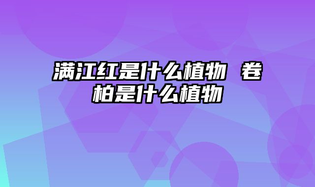 满江红是什么植物 卷柏是什么植物