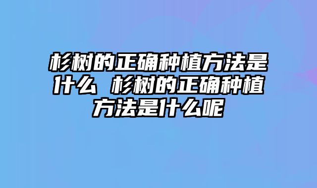 杉树的正确种植方法是什么 杉树的正确种植方法是什么呢