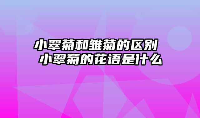 小翠菊和雏菊的区别 小翠菊的花语是什么