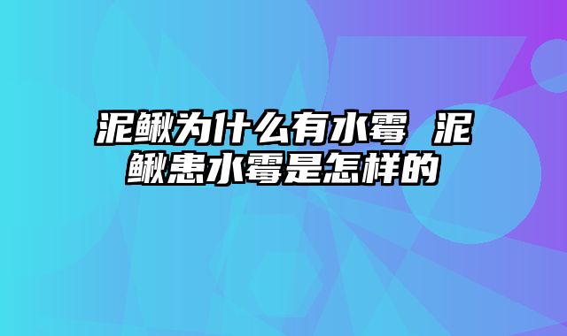 泥鳅为什么有水霉 泥鳅患水霉是怎样的