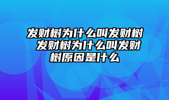 发财树为什么叫发财树 发财树为什么叫发财树原因是什么