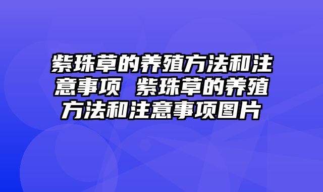 紫珠草的养殖方法和注意事项 紫珠草的养殖方法和注意事项图片