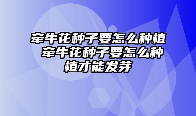 牵牛花种子要怎么种植 牵牛花种子要怎么种植才能发芽