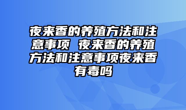 夜来香的养殖方法和注意事项 夜来香的养殖方法和注意事项夜来香有毒吗