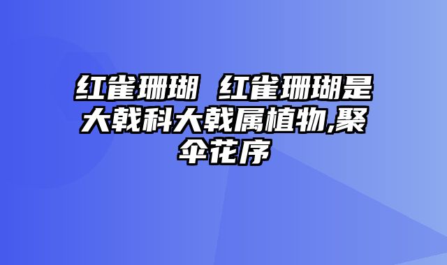 红雀珊瑚 红雀珊瑚是大戟科大戟属植物,聚伞花序