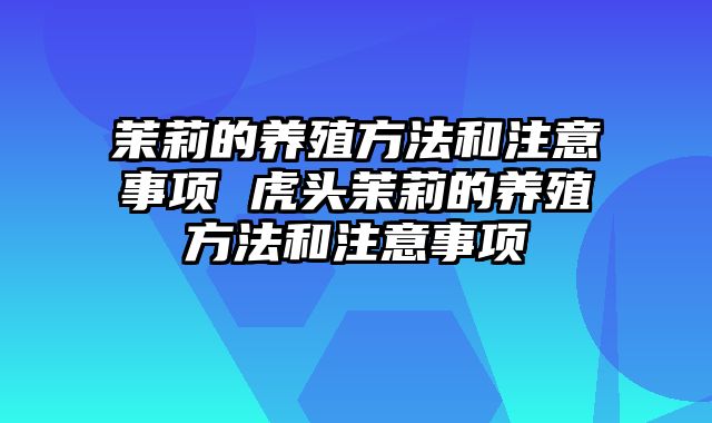 茉莉的养殖方法和注意事项 虎头茉莉的养殖方法和注意事项