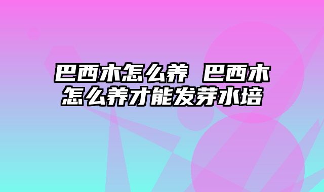 巴西木怎么养 巴西木怎么养才能发芽水培