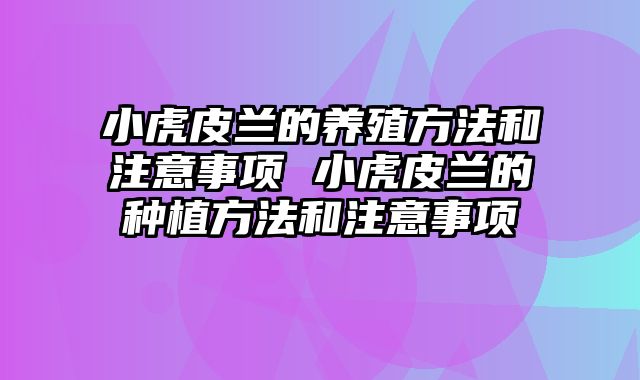 小虎皮兰的养殖方法和注意事项 小虎皮兰的种植方法和注意事项