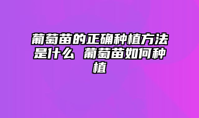 葡萄苗的正确种植方法是什么 葡萄苗如何种植