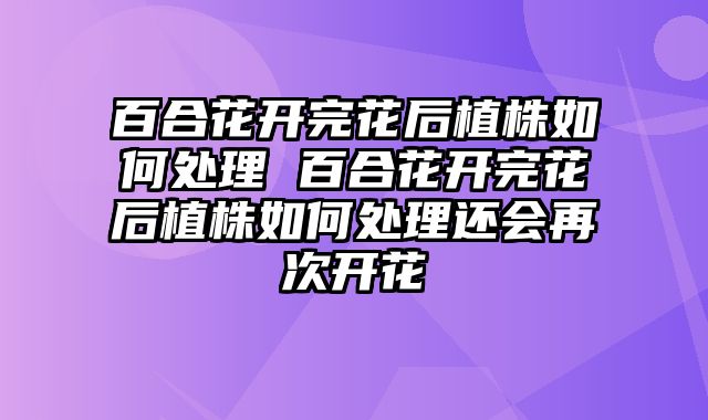 百合花开完花后植株如何处理 百合花开完花后植株如何处理还会再次开花