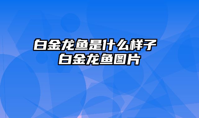 白金龙鱼是什么样子 白金龙鱼图片