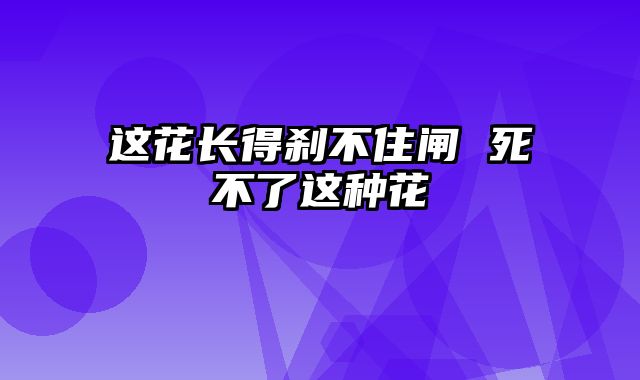 这花长得刹不住闸 死不了这种花