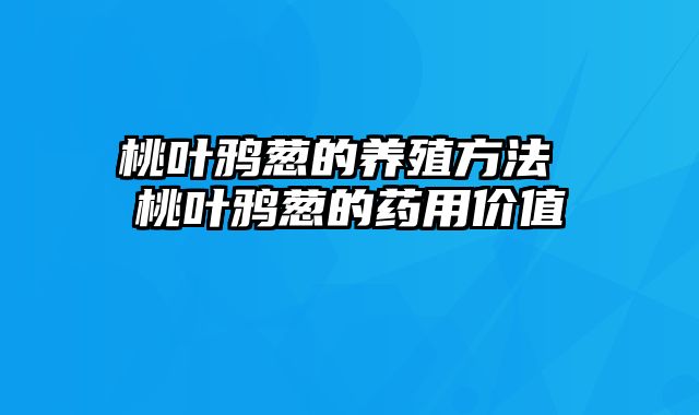 桃叶鸦葱的养殖方法 桃叶鸦葱的药用价值