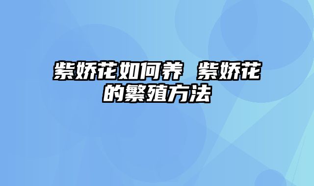 紫娇花如何养 紫娇花的繁殖方法