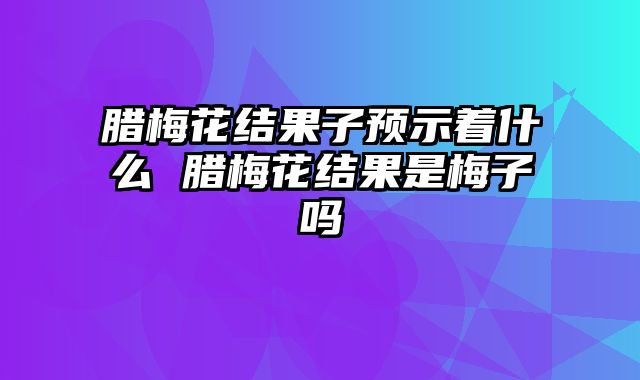 腊梅花结果子预示着什么 腊梅花结果是梅子吗