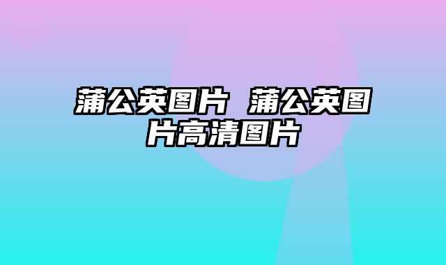 蒲公英图片 蒲公英图片高清图片