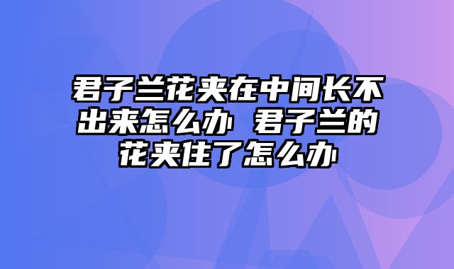 君子兰花夹在中间长不出来怎么办 君子兰的花夹住了怎么办