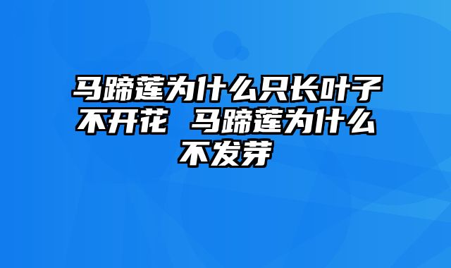 马蹄莲为什么只长叶子不开花 马蹄莲为什么不发芽