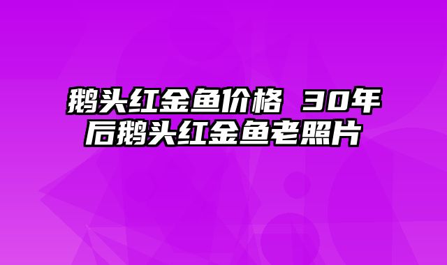 鹅头红金鱼价格 30年后鹅头红金鱼老照片