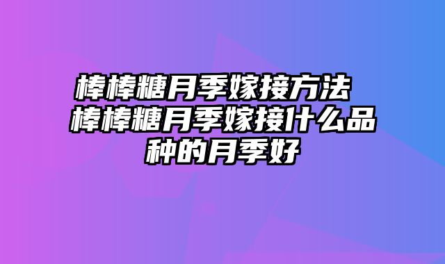 棒棒糖月季嫁接方法 棒棒糖月季嫁接什么品种的月季好