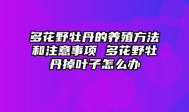 多花野牡丹的养殖方法和注意事项 多花野牡丹掉叶子怎么办