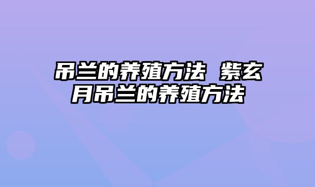 吊兰的养殖方法 紫玄月吊兰的养殖方法