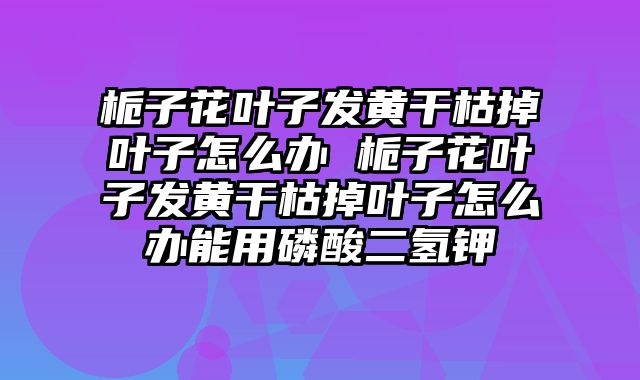 栀子花叶子发黄干枯掉叶子怎么办 栀子花叶子发黄干枯掉叶子怎么办能用磷酸二氢钾