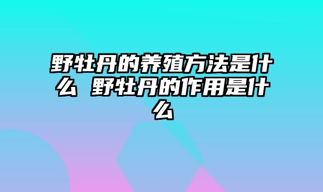 野牡丹的养殖方法是什么 野牡丹的作用是什么