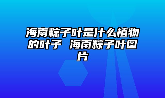 海南粽子叶是什么植物的叶子 海南粽子叶图片