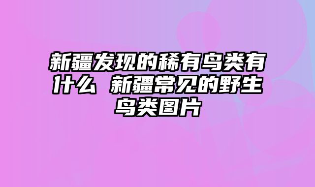 新疆发现的稀有鸟类有什么 新疆常见的野生鸟类图片