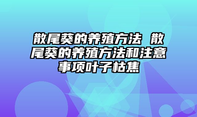 散尾葵的养殖方法 散尾葵的养殖方法和注意事项叶子枯焦