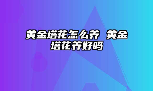 黄金塔花怎么养 黄金塔花养好吗