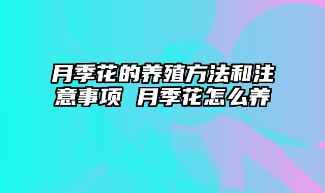 月季花的养殖方法和注意事项 月季花怎么养 