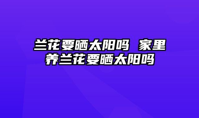 兰花要晒太阳吗 家里养兰花要晒太阳吗