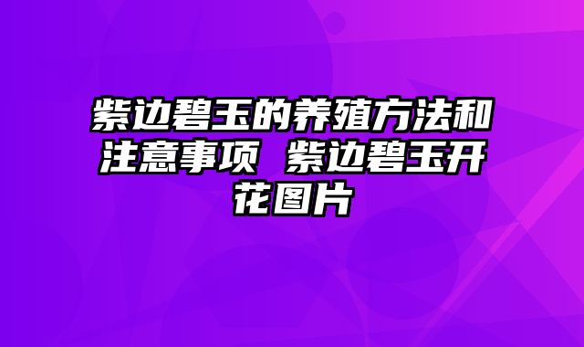 紫边碧玉的养殖方法和注意事项 紫边碧玉开花图片