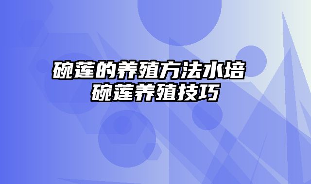 碗莲的养殖方法水培 碗莲养殖技巧 