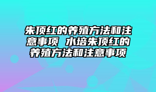 朱顶红的养殖方法和注意事项 水培朱顶红的养殖方法和注意事项 