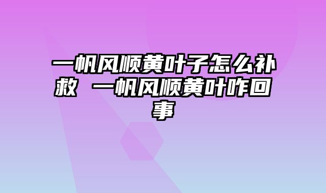 一帆风顺黄叶子怎么补救 一帆风顺黄叶咋回事