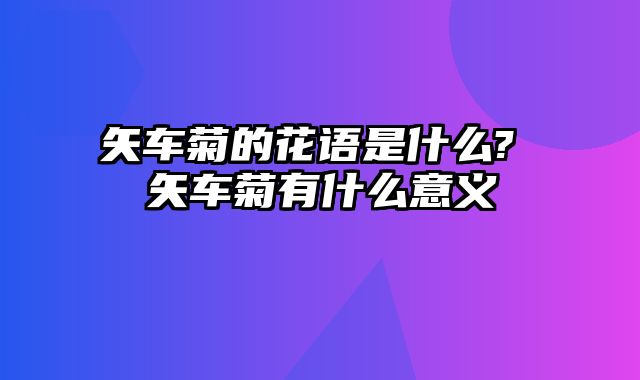 矢车菊的花语是什么? 矢车菊有什么意义