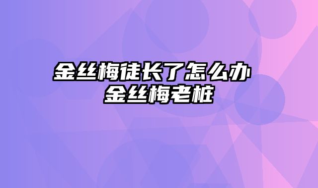 金丝梅徒长了怎么办 金丝梅老桩