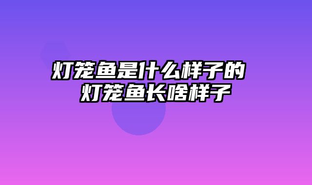 灯笼鱼是什么样子的 灯笼鱼长啥样子