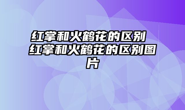 红掌和火鹤花的区别 红掌和火鹤花的区别图片