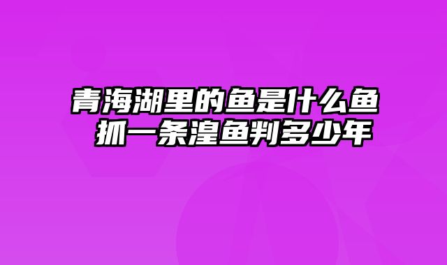 青海湖里的鱼是什么鱼 抓一条湟鱼判多少年