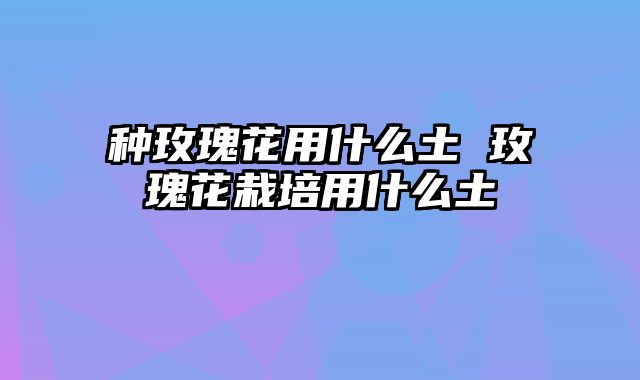 种玫瑰花用什么土 玫瑰花栽培用什么土