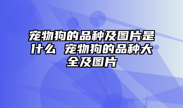 宠物狗的品种及图片是什么 宠物狗的品种大全及图片