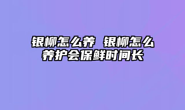 银柳怎么养 银柳怎么养护会保鲜时间长 