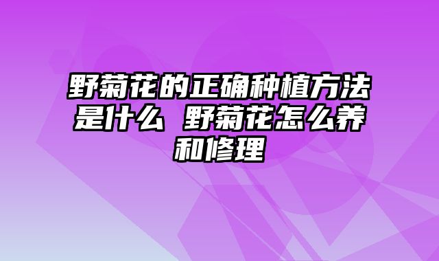 野菊花的正确种植方法是什么 野菊花怎么养和修理