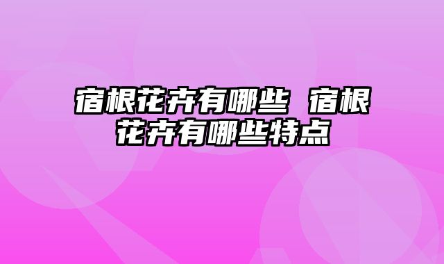 宿根花卉有哪些 宿根花卉有哪些特点