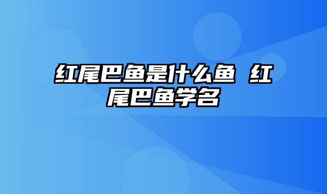 红尾巴鱼是什么鱼 红尾巴鱼学名