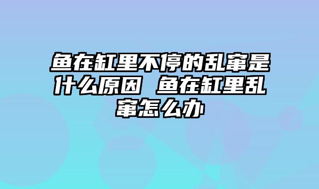 鱼在缸里不停的乱窜是什么原因 鱼在缸里乱窜怎么办